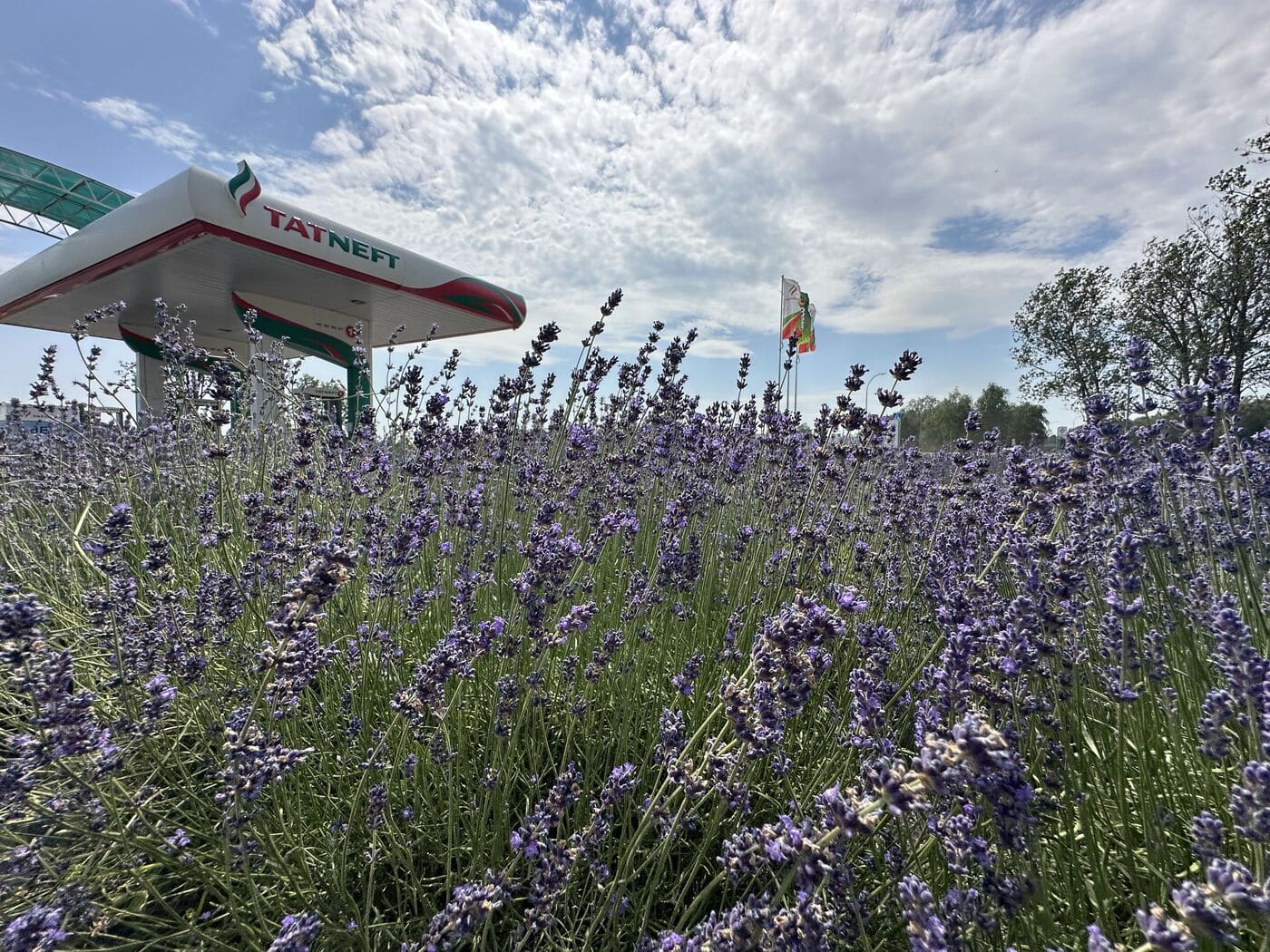 Лавандовое поле на АЗС № 13: необычная фотозона и уютный кофе-брейк